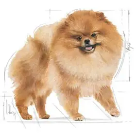 غذای پوچ سگ رویال کنین مدل پامرانین ادالت ROYAL CANIN POMERANIAN ADULT 85 * 12G - Image 3