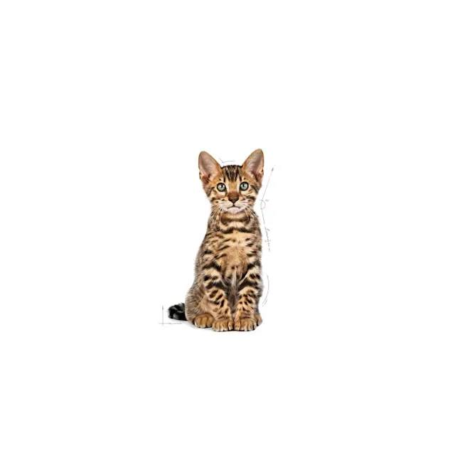 غذای خشک بچه گربه رویال کنین کیتن استرلایزد ROYAL CANIN KITTEN STERILISED 2KG - Image 3
