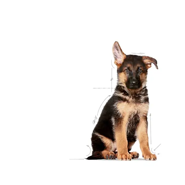 غذای خشک توله سگ رویال کنین ماکسی پاپی ROYAL CANIN MAXI PUPPY 10KG - Image 3