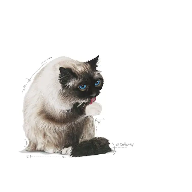 غذای خشک گربه رویال کنین هیربال ROYAL CANIN HAIRBALL CARE 2KG - Image 3