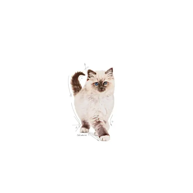 غذای خشک بچه گربه رویال کنین کیتن ROYAL CANIN KITTEN 400G - Image 3