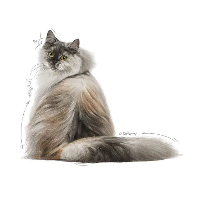 غذای خشک گربه رویال کنین هیرانداسکین ROYAL CANIN HAIR AND SKIN 400G - Image 3