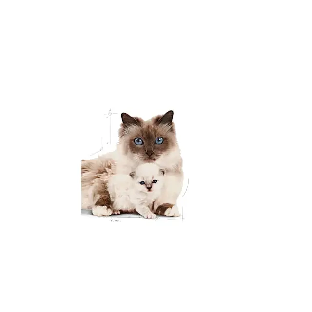 غذای خشک بچه گربه رویال کنین مدل مادراندبیبی ROYAL CANIN MOTHER AND BABY 2KG - Image 3