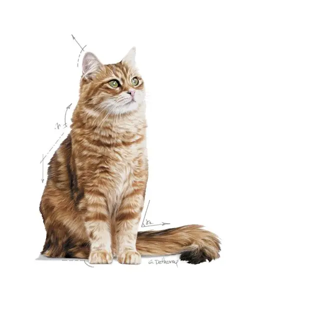 غذای خشک گربه رویال کنین دایجستیو کر ROYAL CANIN DIGESTIVE CARE 10KG - Image 3